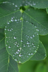 Fresh green leaves with raindrops after summer rain. Close-up and soft focus view of natural moisture, foliage texture, and peaceful countryside background