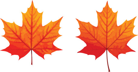 Two detailed vibrant orange maple leaves with visible veins, autumn foliage symbols, fall season leaves, nature illustration, isolated leaf duo