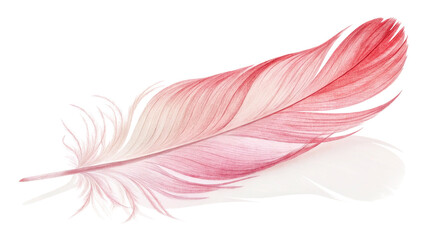 Obraz premium A delicate pink bird feather with a soft, fluffy texture is isolated on a black background, highlighting its fragile beauty and light, airy feel