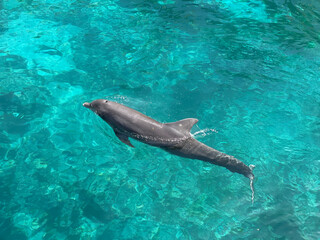 Dolphin swimming in the azure waters of the Caribbean