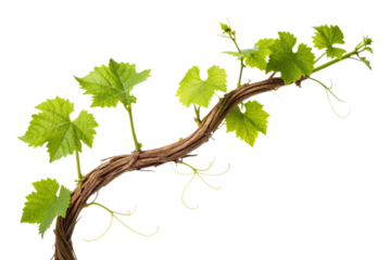 Vibrant young grape vine branch with fresh green leaves and delicate tendrils, symbolizing growth and new beginnings.