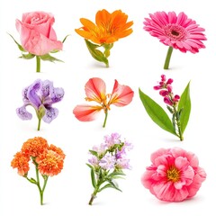 Assortment Of Colorful Flowers On White Background