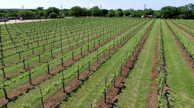 Aerial view of vineyard rows in the texas hill country