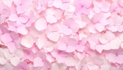 Obraz premium Lush Tapestry of Delicate Pink Hydrangea Blossoms in Soft Light