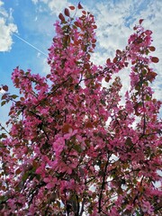 japanese apple blooming on sunny day