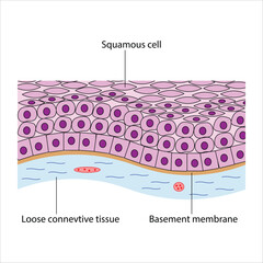 Keratinized stratified Squamous Epithelium and Underlying Tissues