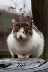 fluffy cat on the car