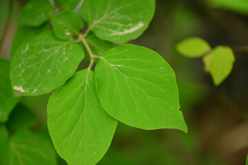 Syringa pubescens subsp. patula (Korean name: Jeonghyangnamu), a Korean medicinal shrub known for its fragrant lilac flowers