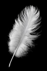 Obraz premium Single white feather against black (4)