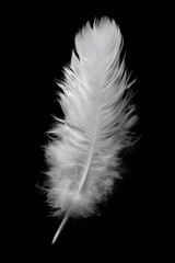 Obraz premium Single white feather against black backdrop