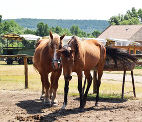 horses in a farm