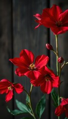 A close up of vibrant red flowers with yellow centers against a dark wooden background texture