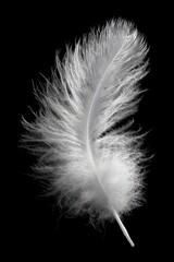 A single, delicate white feather against a black background (1)