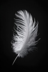 A single,  white feather against a black backdrop.  Its delicate structure and soft texture are highlighted