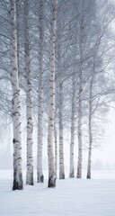 Fototapeta premium Winter birch trees in a snowy field