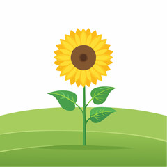 Sunflower blooming in a green field nature vibrant colors calm environment close-up view