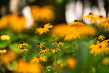Żółte kwiaty rudbeki w parku. © Elżbieta Kaps