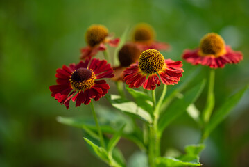 Kwiaty dzielżan w ogrodzie, sezon letni.