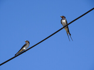 Two swallows on a power line
