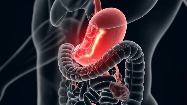 Highlighting the human digestive system in red for educational or medical purposes. Useful for textbooks, presentations, and online articles.