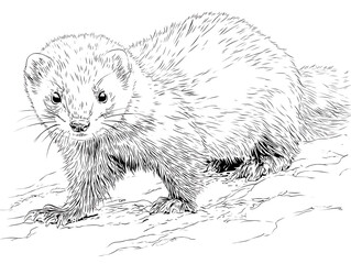 Obraz premium A detailed illustration of a stoat, standing with poised alertness. Captured with precision and artistry, showcasing its sleek fur and focused gaze, conveying its wild, natural grace.