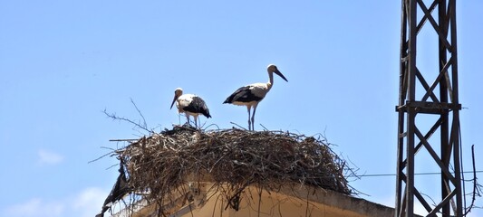 Zwei Störche auf Nest an Dachecke in der Algarve