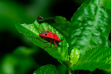 Dysdercus cingulatus Fabricius or Cotton stainer. Close up view of bright red insect with two black spots on both wing perch on leaf. Its food is to suck the sap from young leaf bud.