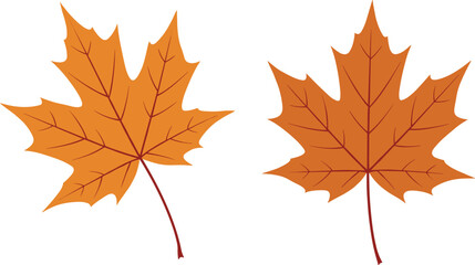Fototapeta premium Maple Leaf Illustrations, Abstract Design Patterns, Nature Elements, Vector Art, Beautiful Decorations, Transparent PNG Foliage