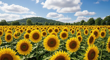 Fototapeta premium Vast field of bright yellow sunflowers under a blue sky with fluffy clouds