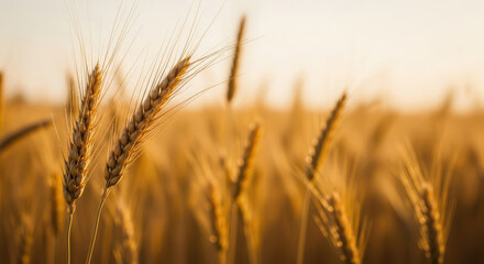Fototapeta premium Golden wheat stalks sway gently in the warm sunlight of a vast field