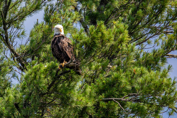 Bald Eagle (Haliaeetus leucocephalus) adult, perched in a pine tree