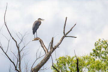 Great Blue Heron (Ardea herodias) perched in a tree along the Rainbow Flowage in northern Wisconsin