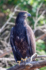 Bald Eagle (Haliaeetus leucocephalus) immature, perched on a branch with DNR tracking band on the Rainbow Flowage in northern Wisconsin