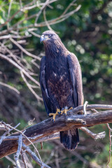 Bald Eagle (Haliaeetus leucocephalus) immature, perched on a branch with DNR tracking band on the Rainbow Flowage in northern Wisconsin