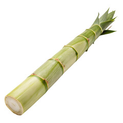Fototapeta premium Bamboo isolated on a transparent background 