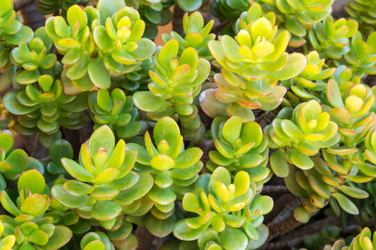 Crassula ovata or Jade tree, succulent plant native to South Africa and Mozambique