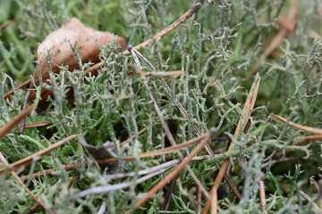 Close-up of green reindeer lichen and forest moss with dry pine needles on the ground. Natural forest floor texture captured in macro in a woodland environment