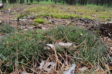 Close-up of green reindeer lichen and forest moss with dry pine needles on the ground. Natural forest floor texture captured in macro in a woodland environment