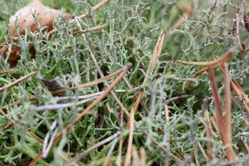 Close-up of green reindeer lichen and forest moss with dry pine needles on the ground. Natural forest floor texture captured in macro in a woodland environment