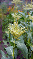 Obraz premium Closeup of Sweetcorn flowers, Derbyshire England 
