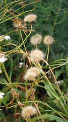 Macro image of Black Salsify seedheads, Derbyshire England
