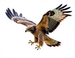Fototapeta premium A large bird of prey soaring through the air, wings spread wide