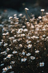 Closeup White Flowers In Field At Sunset