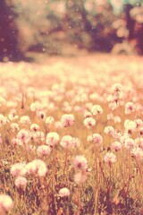 Pastel Pink Flowers In A Field