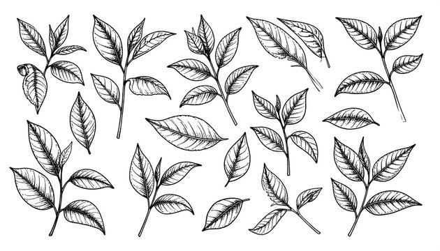 Hand-drawn tea leaves and branches in black and white, botanical illustration