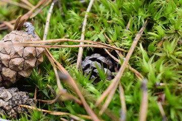Close-up of a pine cone lying on vibrant green moss with dry pine needles in a forest. Natural woodland ground texture captured in macro detail