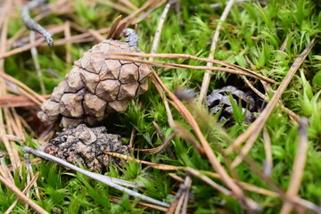 Close-up of a pine cone lying on vibrant green moss with dry pine needles in a forest. Natural woodland ground texture captured in macro detail