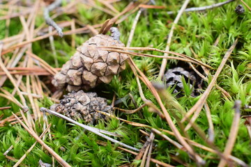 Close-up of a pine cone lying on vibrant green moss with dry pine needles in a forest. Natural woodland ground texture captured in macro detail