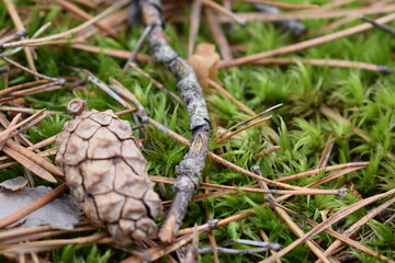 Close-up of a pine cone lying on vibrant green moss with dry pine needles in a forest. Natural woodland ground texture captured in macro detail