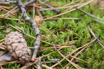 Close-up of a pine cone lying on vibrant green moss with dry pine needles in a forest. Natural woodland ground texture captured in macro detail